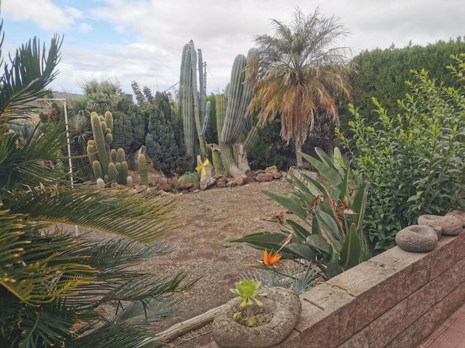 Los Cactus Santa Cruz de Tenerife Exteriör bild